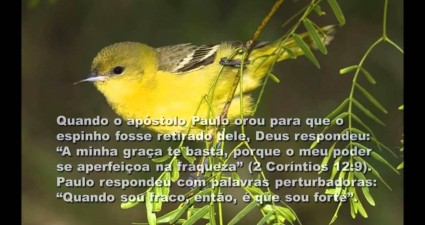 http://oravemsenhorjesus.com/forca-na-fraqueza/
